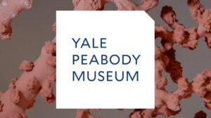 Yale Peabody Museum